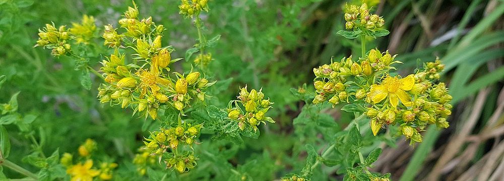 Johanniskraut (Hypericum perforatum)